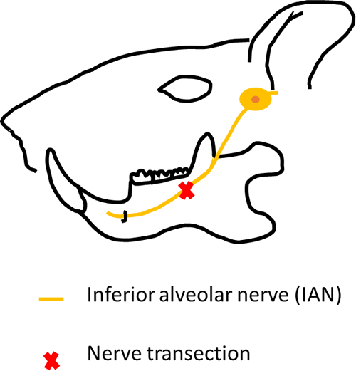 Research on neuroplasticity in oro-facial region. 